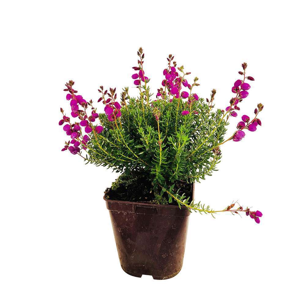 Daboecia cantabrica 'Vanessa' : C de 2 L