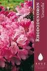 Rhododendron 'Graziella' : C5L