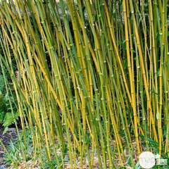 Bambou moyen phyllostachys bissetii: pot de 7 litres