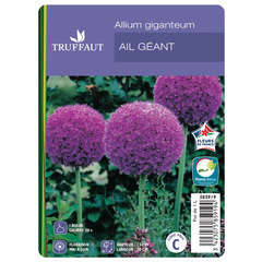 Allium Giganteum : C1L