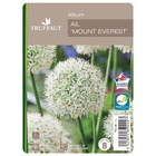 Allium Mount Everest C 1L