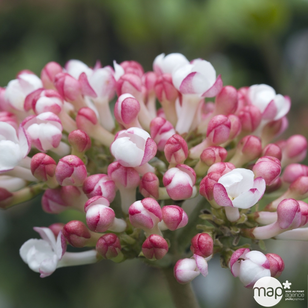 Viburnum x burkwoodi 'Mohawk':conteneur 10 litres