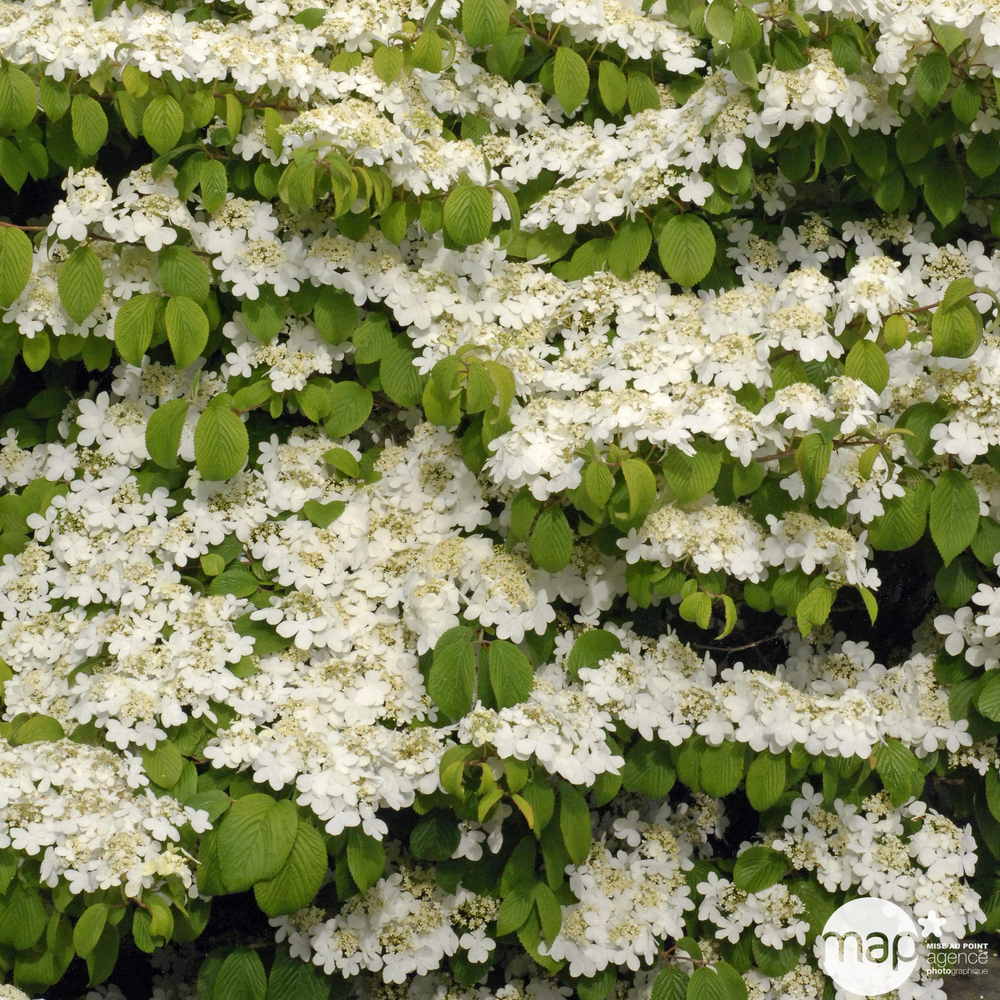 Viburnum plicatum 'Mariesii' Great Star ® :conteneur 10 litres