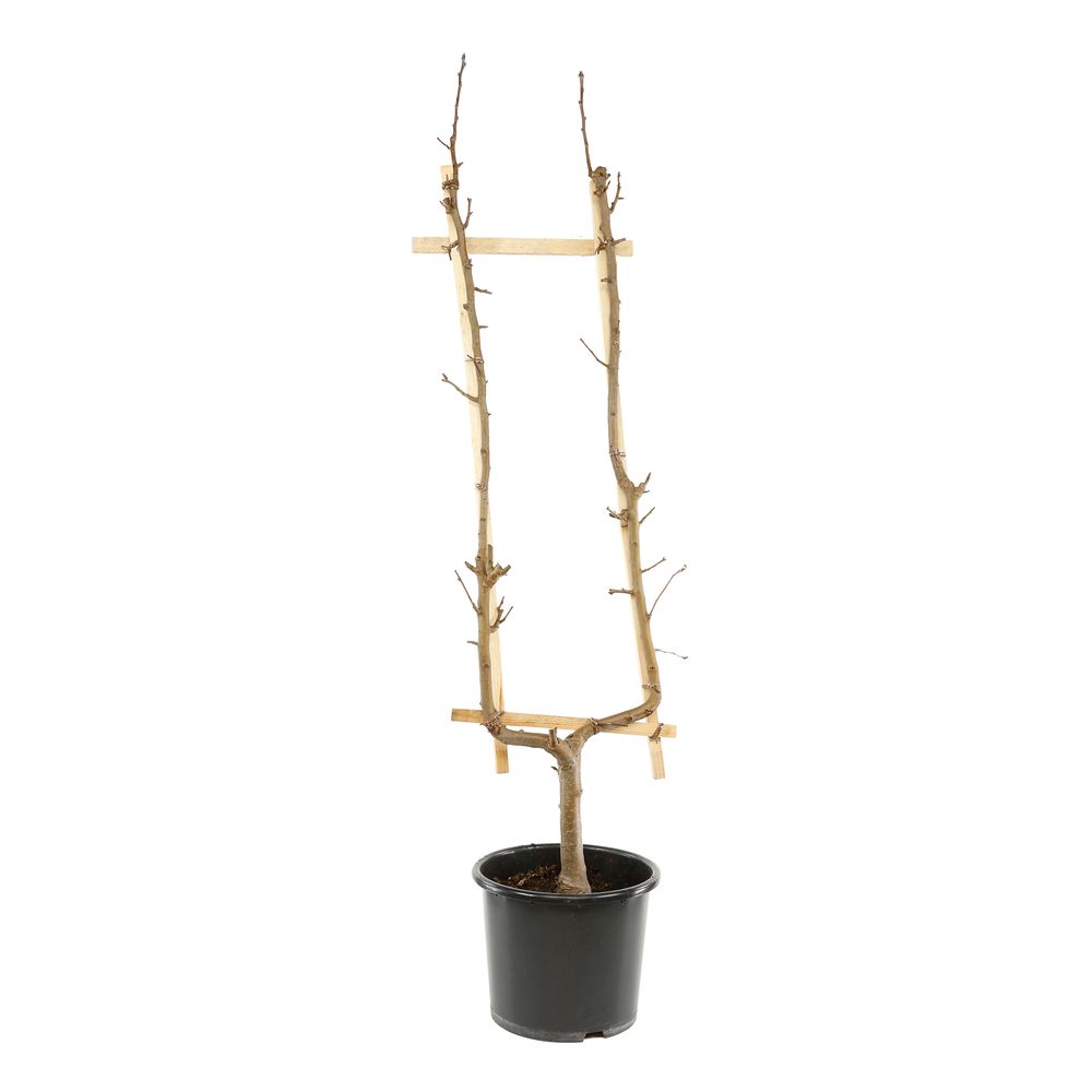 Pommier Belle de Boskoop C palmette U