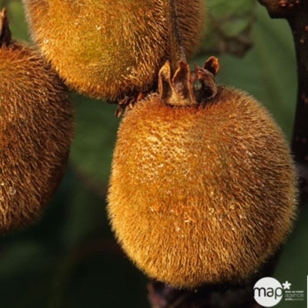 Actinidia Hayward : C3L Bio