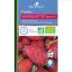 Plants de fraisiers 'Mariguette' bio : barquette 4 plants