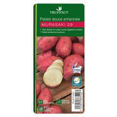 Plant de patate douce 'Murasaki' 29 : pot de 0,5 litre