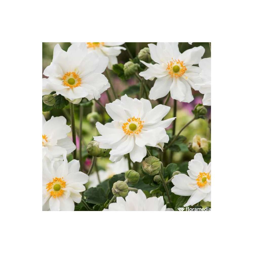 Anemone x hybrida 'Whirlwind':godet rouge