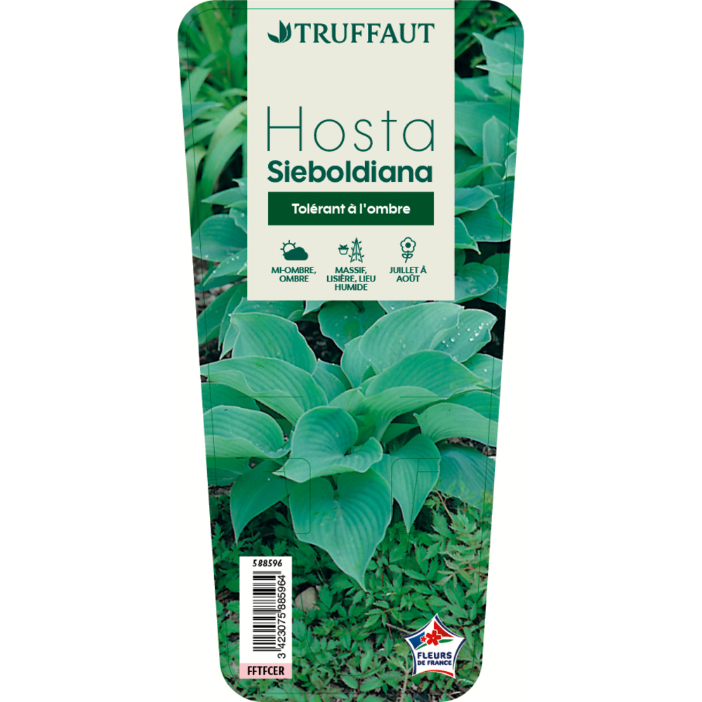 Hosta sieboldiana:godet rouge