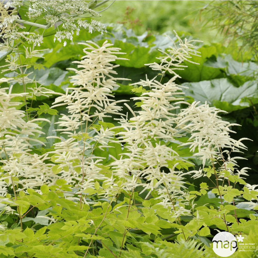 Aruncus zweiweltenkind : godet vert