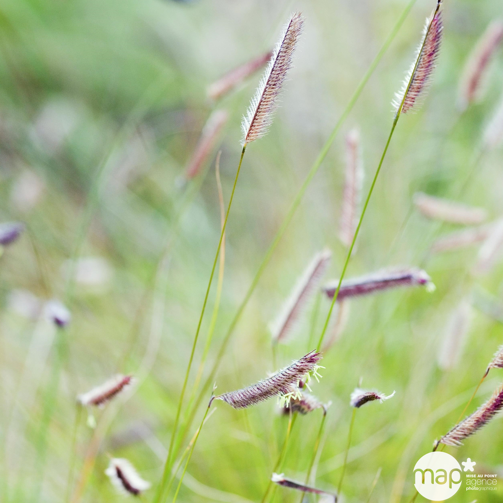 Bouteloua gracilis : godet 