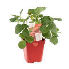 Plant de fraisier 'Delizz' : pot de 1 litre