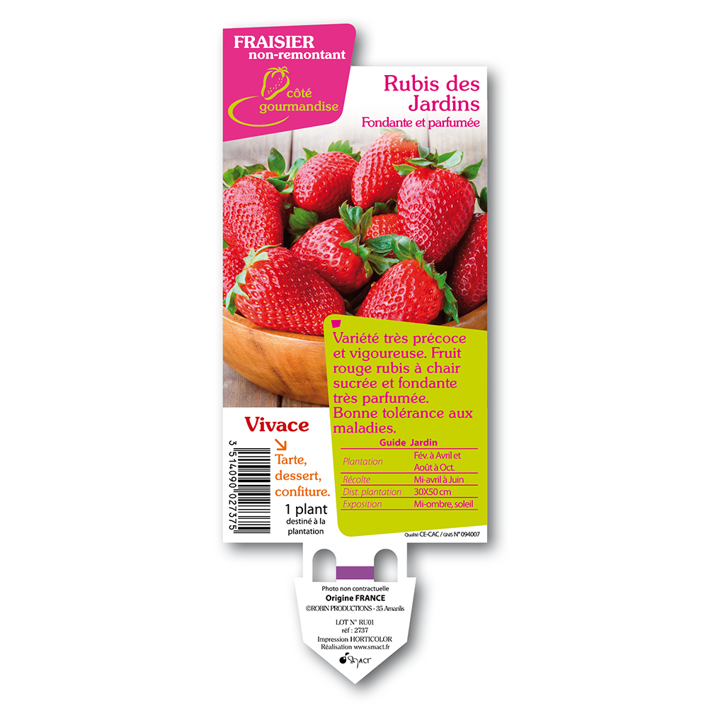 Fraisier 'Rubis des jardins':pot D10.5