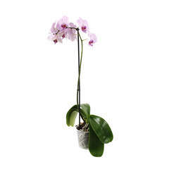 Orchidée Phalaenopsis rose 1 tige - pot D.12 cm | Truffaut