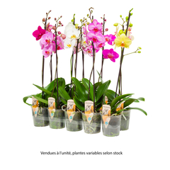 Orchidée Phalaenopsis 1 tige - pot D.12 cm