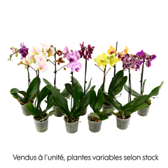 Acheter une orchidée dans une pépinière d'orchidées - Kolibri Company