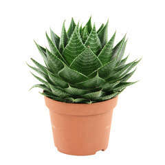 Aloe aristata 'Cosmo':H 22 cm pot D.13cm