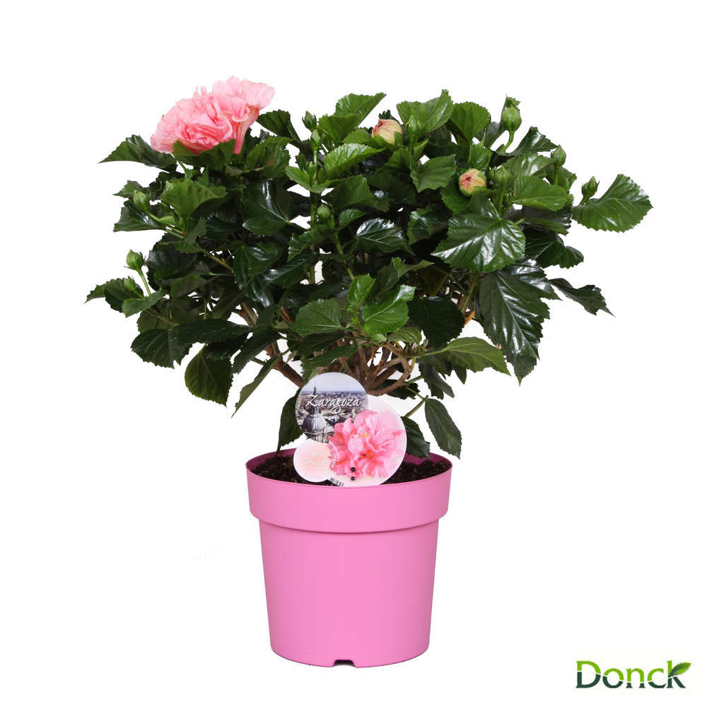Hibiscus 'Sunny Fiori Grande mix': pot D21 cm - Coloris variables