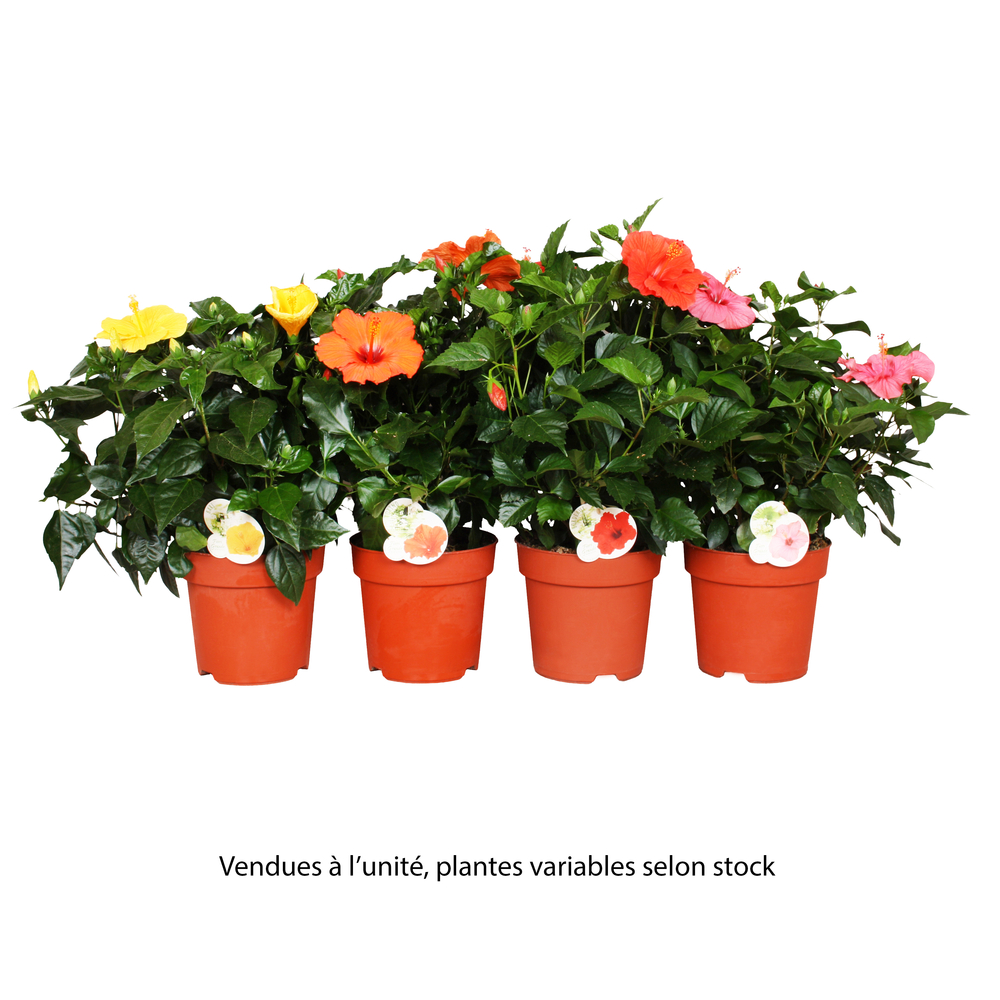Hibiscus 'Sunny Fiori Grande mix': pot D21 cm - Coloris variables