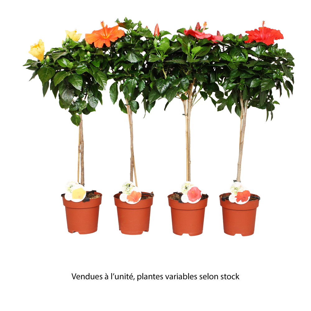 Hibiscus 'Sunny Fiori Grande mix':tige pot D 17 cm
