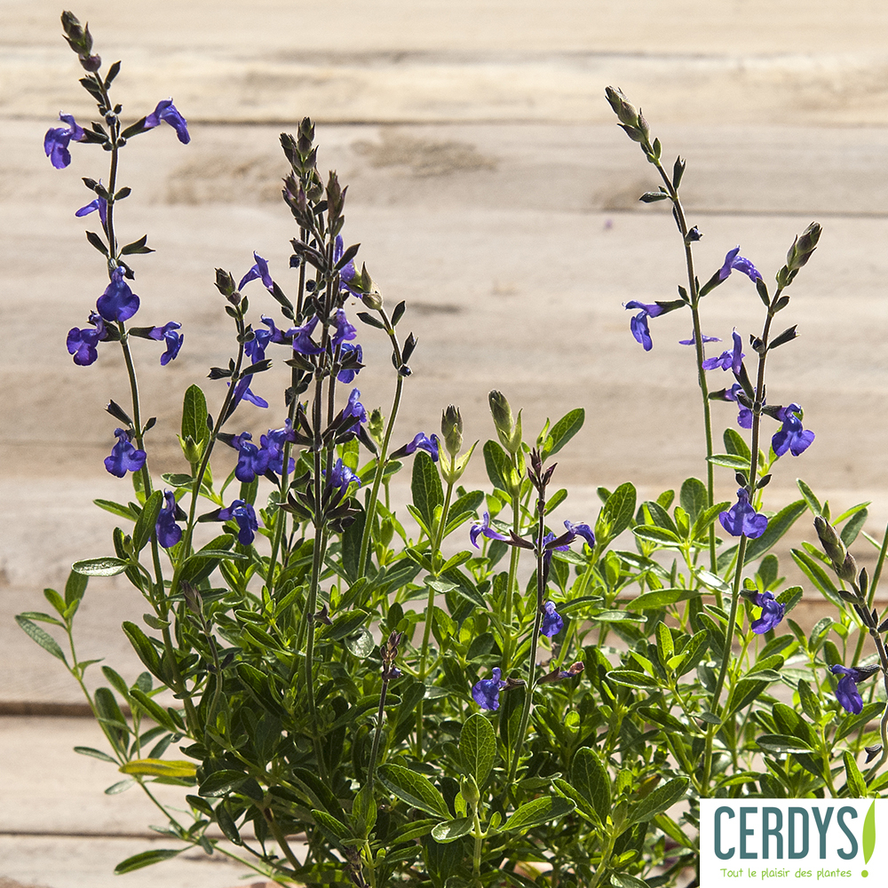 Salvia Blue Note C 2L