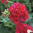 Géranium zonale 'Calliope® M Red Splash' Label Rouge : 10 plants
