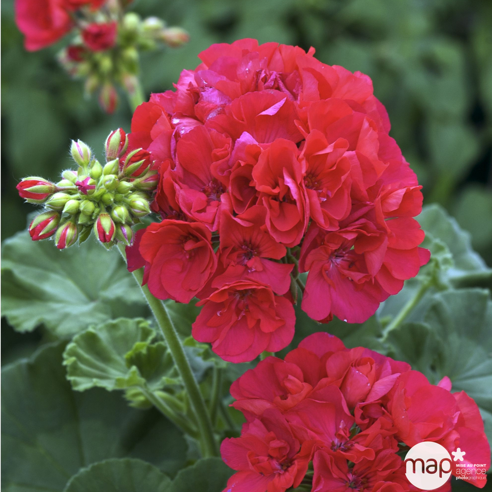 Géranium zonale 'Calliope® M Red Splash' LR : barquette de 6 plants