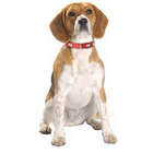 Collier Extra Souple 106 pour chien de couleur rouge et de taille 45