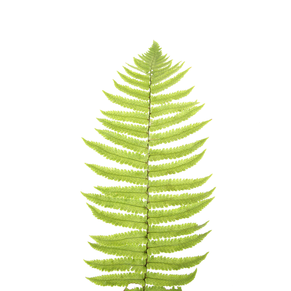 Collection de vivaces : pot de 2 litres