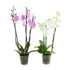 Orchidée Phalaenopsis 3 tiges - pot D.12 cm