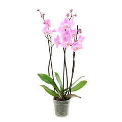 Orchidée Phalaeonopsis 3 tiges - pot D.12 cm