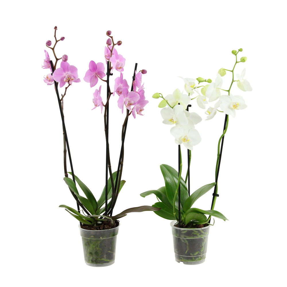 Orchidée Phalaenopsis 3 tiges - pot D.12 cm