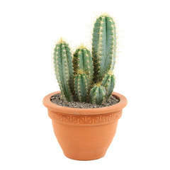 Cactus: pot campana d.20cm cm