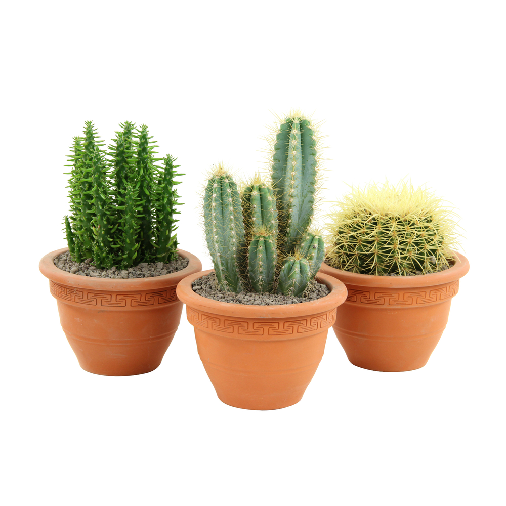 Cactus: pot campana d.20cm cm