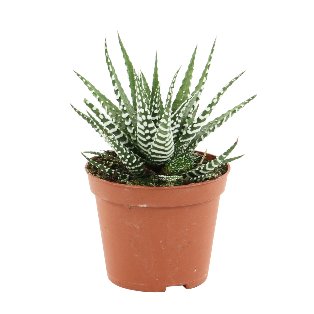 Haworthia fasciata 'Big Band': pot D.8.5cm