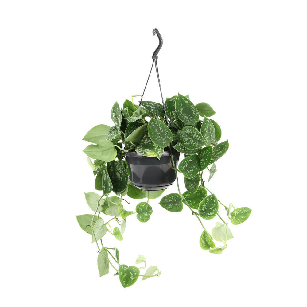 Scindapsus Pictus : suspension pot d.12cm