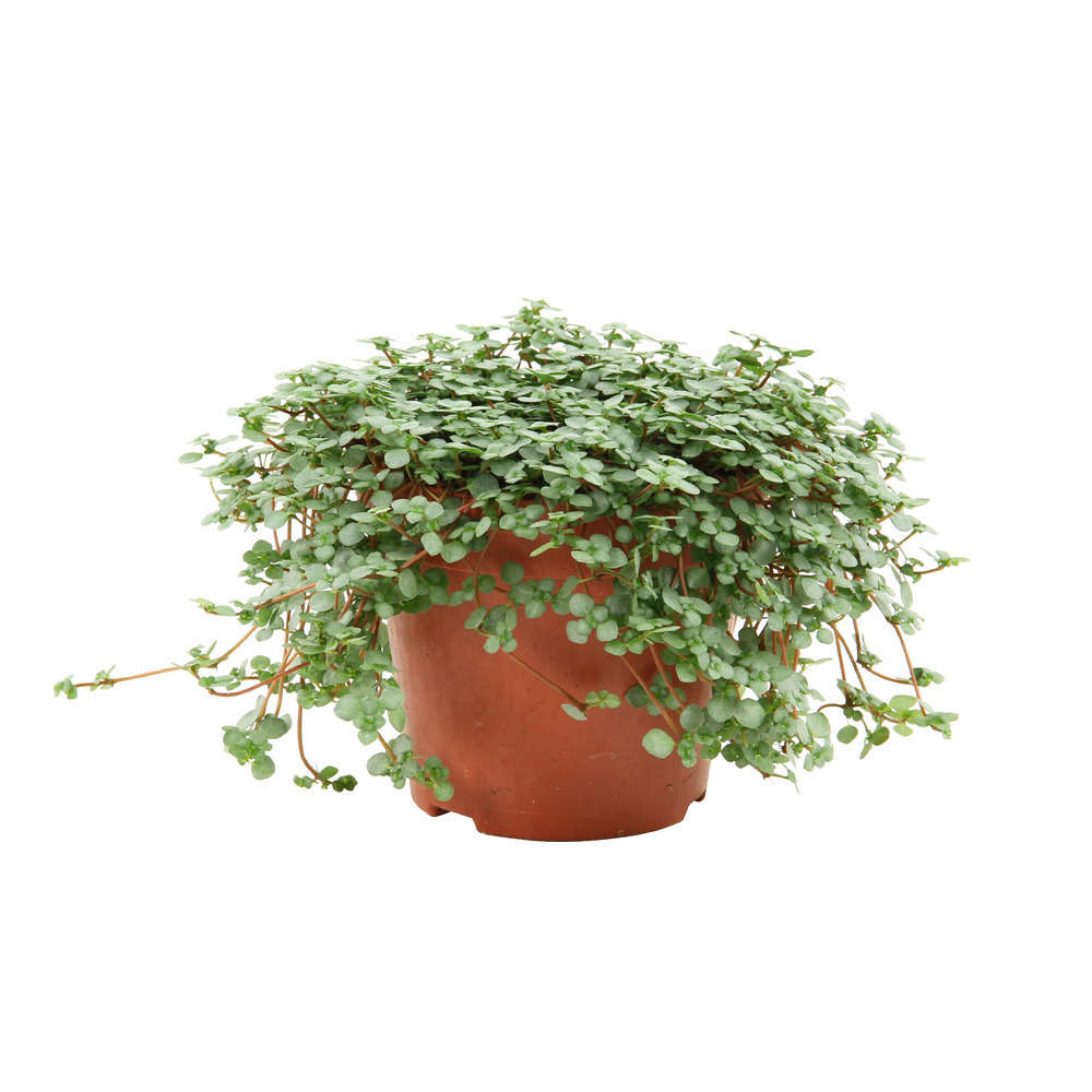 Pilea glauca : pot de D.12 cm - H. 10/15cm