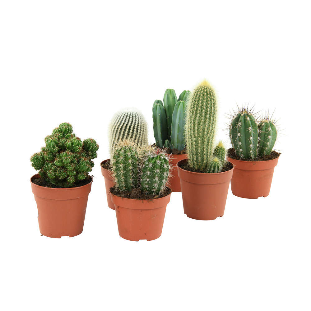 Cactus mix : pot D12cm