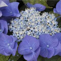 Hydrangea macrophylla ' Blue Sky ' : conteneur 5 litres