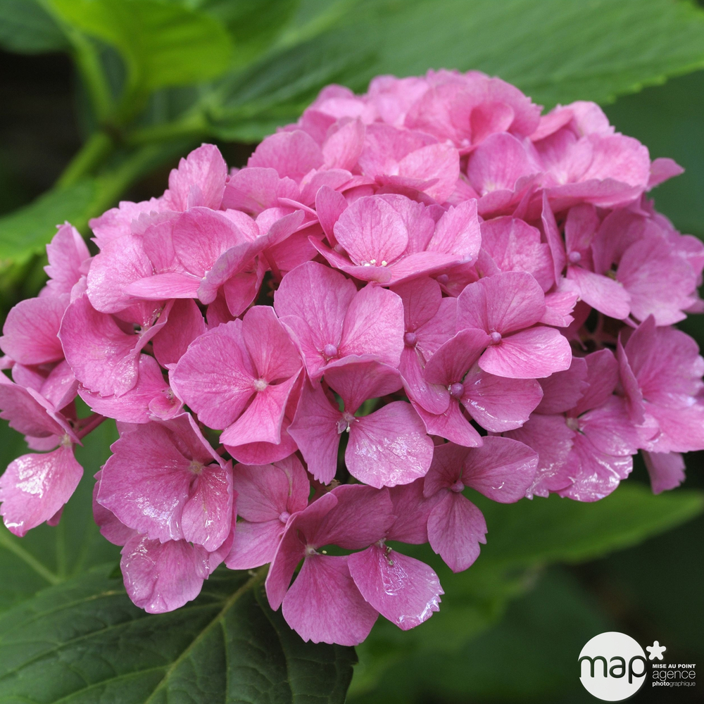 Hydrangea macrophylla ' Red Baron ' : conteneur 5 litres