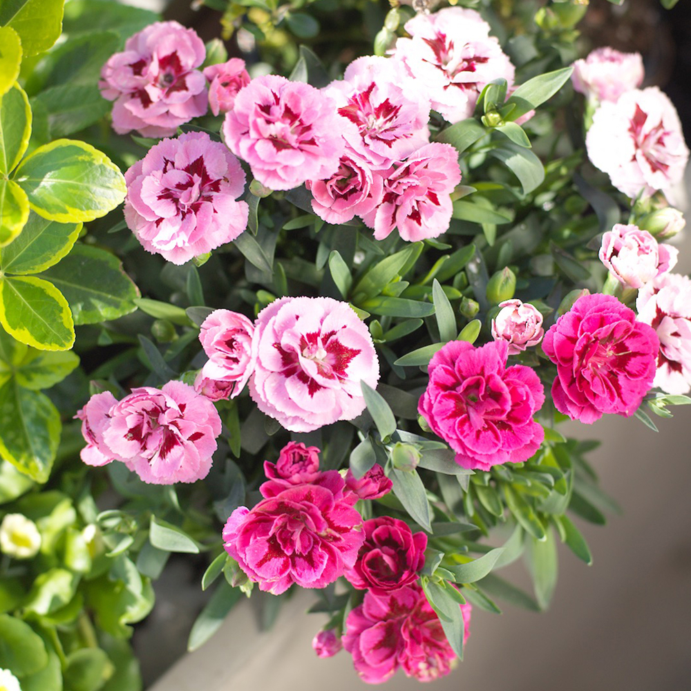 DIANTHUS CARNELIA C 2L-(592983)