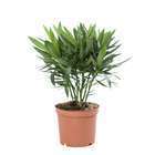 Nerium Oleander : pot D.18 cm - touffe