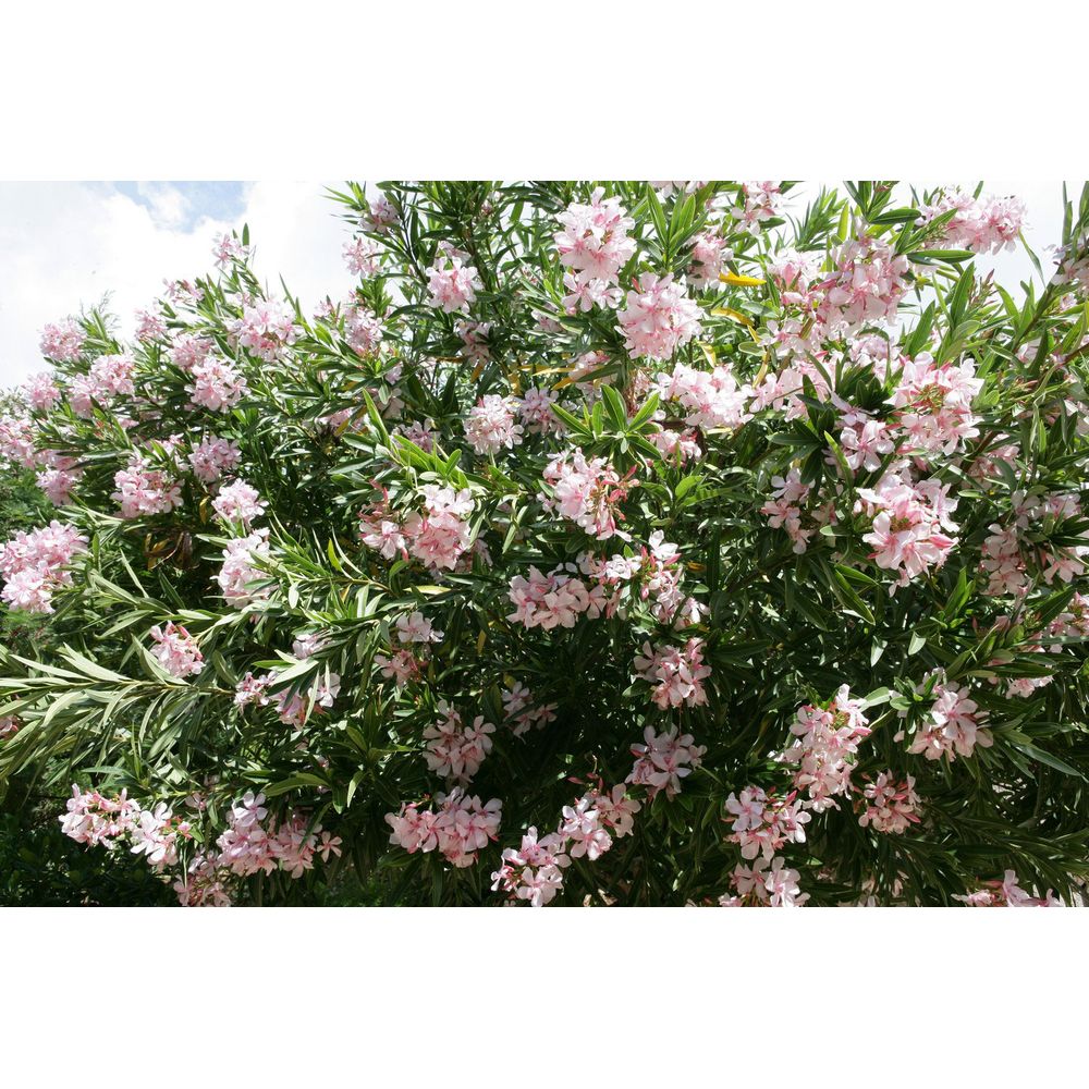 Nerium oleander : D14 cm
