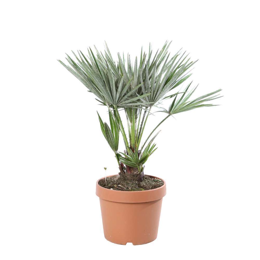 Chamaerops 'Etna Star' pot D18cm