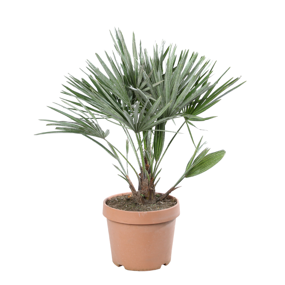  
Chamaerops humilis 'Etna Star ': C6L
