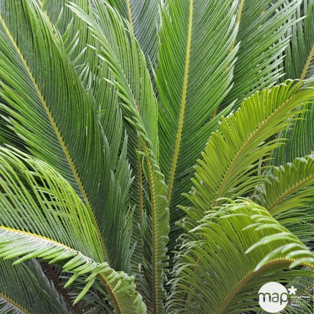 Cycas revoluta pot D30cm