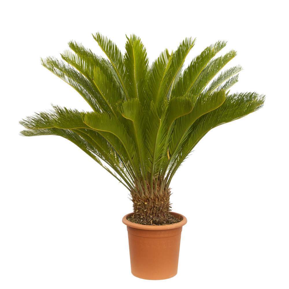 Cycas revoluta pot D33cm Touffe 35/40