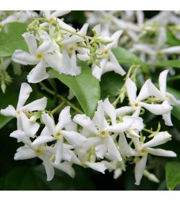 Trachelospermum jasminoides : pot 5L