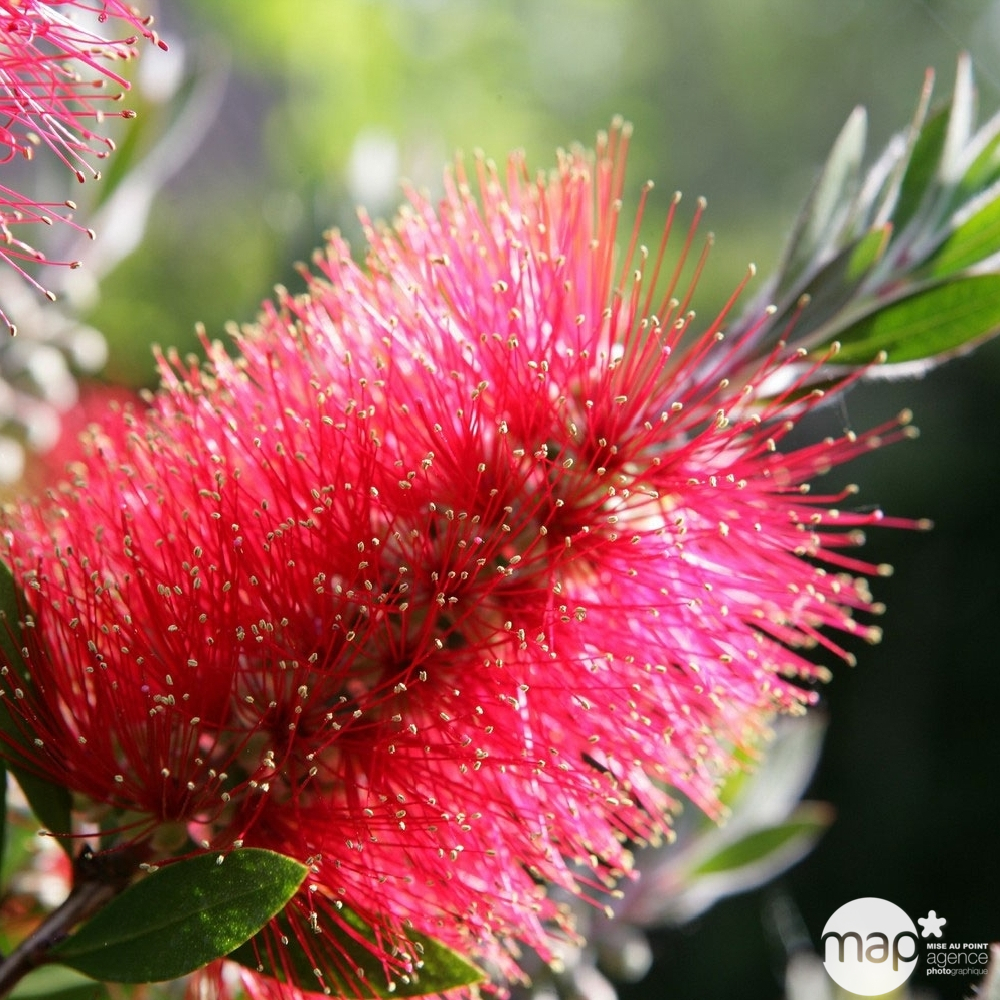 Callistemon citrinus Splendens : Touffe D22cm