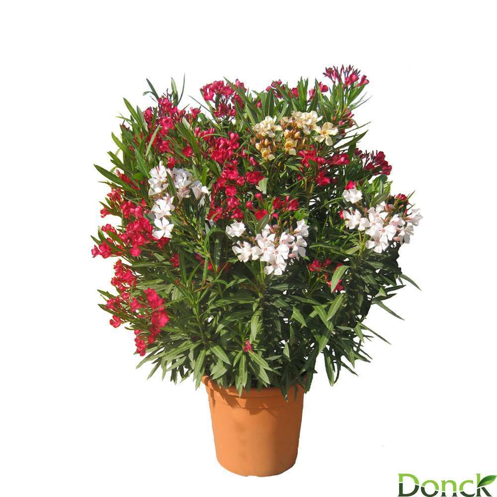 NERIUM OLEAN.D33 CARNAVAL-(594400)